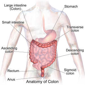 Colonoscopy Los Angeles